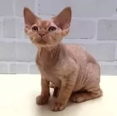 デボンレックス【岐阜県・男の子・2024年9月13日・レッドタビー】の写真4