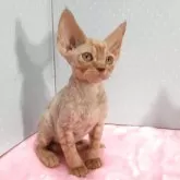 デボンレックス【岐阜県・男の子・2025年10月20日・レッドタビー】の写真4