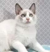 ラグドール【岐阜県・男の子・2025年7月31日・ブルーポイントバイカラー】の写真4