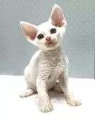 デボンレックス【岐阜県・男の子・2025年3月3日・ホワイト】の写真4