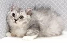 ラグドール×チンチラペルシャ【岐阜県・男の子・2025年10月27日・シルバータビー】の写真5