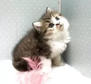 ラグドール×ペルシャ(チンチラ)【岐阜県・女の子・2025年3月15日・ブラウンタビー&ホワイト】の写真5