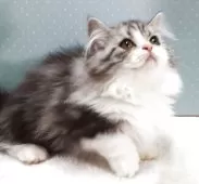 ミヌエット(短足)【岐阜県・女の子・2025年7月22日・ブルータビー&ホワイト】の写真5