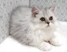 ラグドール×チンチラペルシャ【岐阜県・男の子・2025年8月11日・シルバー】の写真5