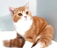 ミヌエット(長足)【岐阜県・男の子・2025年7月22日・レッドタビー&ホワイト】の写真5