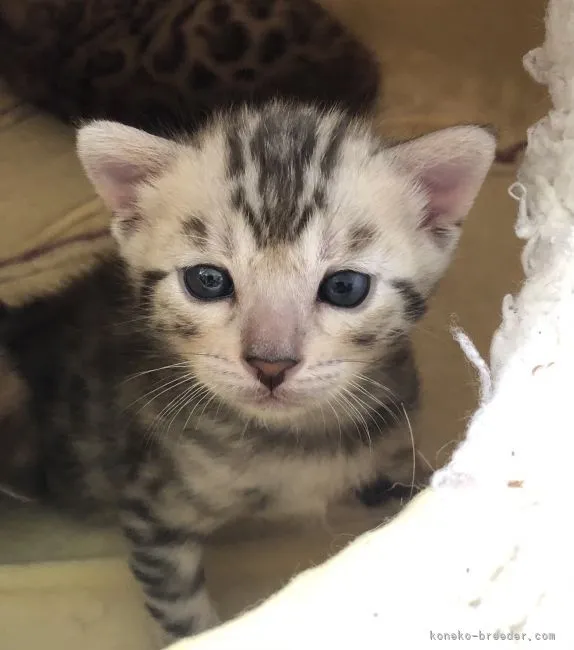 ID:2105-00657の子猫