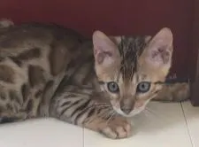 ベンガル【神奈川県・男の子・2020年5月16日・ブラウンスポテッドタビー(ロゼット)】の写真1「しっかりとした顔立ち」