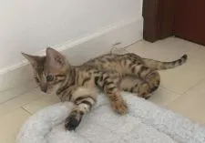 ベンガル【神奈川県・男の子・2020年5月16日・ブラウンスポテッドタビー(ロゼット)】の写真3「バランスの良い柄」