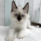 ラグドール【埼玉県・男の子・2025年8月29日・シールポイントミテッド】の写真3