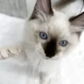 ラグドール【埼玉県・男の子・2025年8月29日・シールポイントミテッド】の写真5