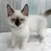 ラグドール【埼玉県・男の子・2025年8月29日・シールポイントミテッド】の写真2