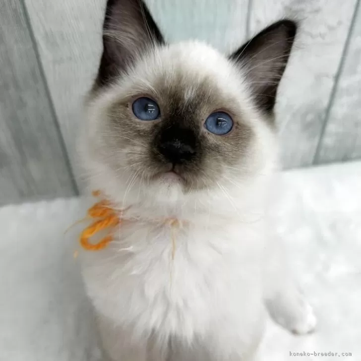 ラグドール【埼玉県・男の子・2025年8月10日・シールポイントミテッド】の写真1