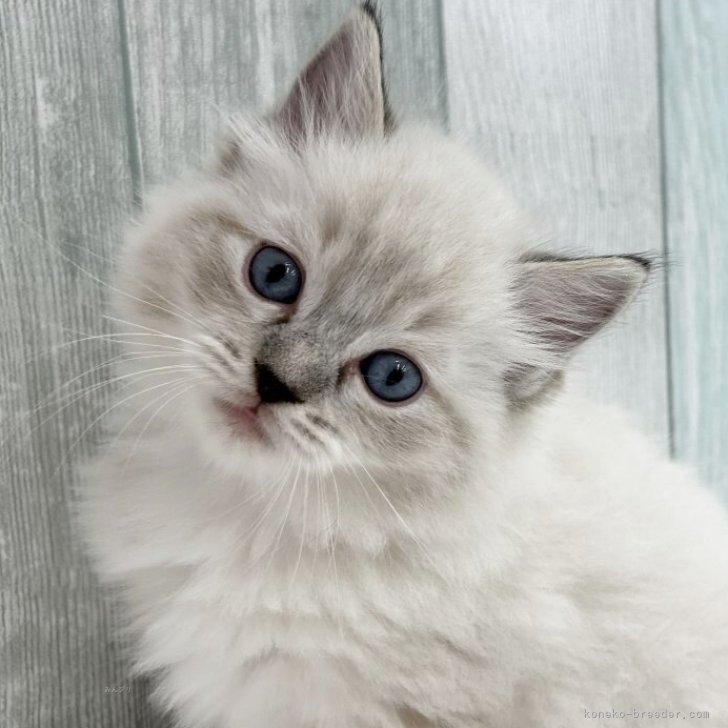 E.M 様のお迎えした子猫