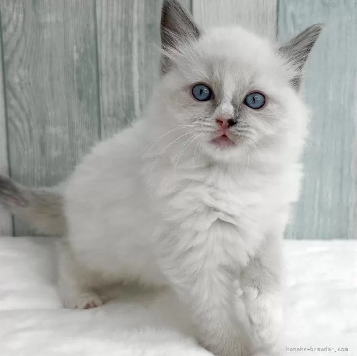 E.M 様のお迎えした子猫