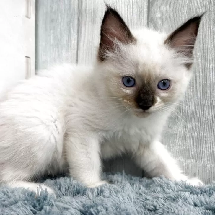 ラグドール【埼玉県・男の子・2025年8月29日・シールポイントミテッド】の写真1