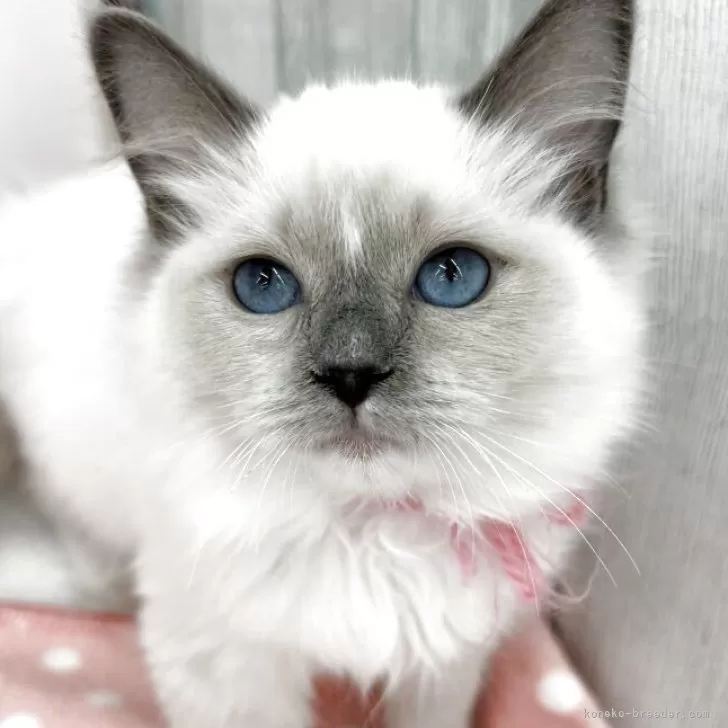 ID：2510-02553の子猫