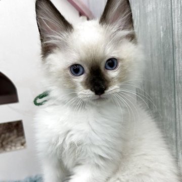 ラグドール【埼玉県・男の子・2025年8月29日・シールポイントミテッド】の写真「両親遺伝子検査クリア◎ 緑色のリボン」