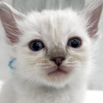 ラグドール【埼玉県・男の子・2025年10月27日・シールポイントミテッド】の写真「両親遺伝子検査クリア◎青のリボン」