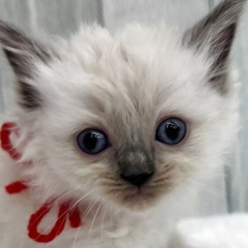 ラグドール【埼玉県・女の子・2025年10月27日・シールポイントミテッド】の写真「両親遺伝子検査クリア◎赤のリボン」