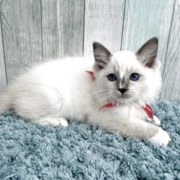 ラグドール【埼玉県・女の子・2025年8月10日・ブルーポイントミテッド】の写真「両親遺伝子検査クリア◎ブルーの瞳がキレイな女の子」