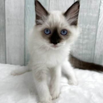 ラグドール【埼玉県・女の子・2025年8月29日・シールポイントミテッド】の写真「両親遺伝子検査クリア◎ 4兄弟唯一の女の子」