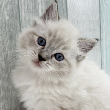 ラグドール【埼玉県・男の子・2025年9月26日・シールリンクスポイントミテッド】の写真「両親遺伝子検査クリア◎二人兄弟の ビッグボーイです」