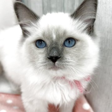 ラグドール【埼玉県・女の子・2025年8月10日・ブルーポイントミテッド】の写真「両親遺伝子検査クリア◎おっとりマイペースな女の子」