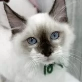 ラグドール【埼玉県・男の子・2025年8月29日・シールポイントミテッド】の写真1