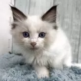 ラグドール【埼玉県・男の子・2025年8月29日・シールポイントバイカラー】の写真3