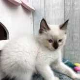 ラグドール【埼玉県・男の子・2025年8月29日・シールポイントミテッド】の写真7