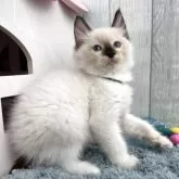 ラグドール【埼玉県・男の子・2025年8月29日・シールポイントミテッド】の写真8