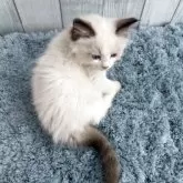 ラグドール【埼玉県・男の子・2025年8月29日・シールポイントバイカラー】の写真5