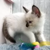 ラグドール【埼玉県・男の子・2025年8月29日・シールポイントミテッド】の写真9