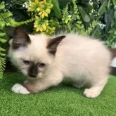 ラグドール【埼玉県・男の子・2025年8月10日・シールポイントミテッド】の写真9