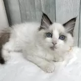 ラグドール【埼玉県・男の子・2025年8月29日・シールポイントバイカラー】の写真2