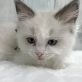 ラグドール【埼玉県・男の子・2025年10月14日・シールポイントバイカラー】の写真7