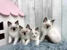 ラグドール【埼玉県・男の子・2025年8月29日・シールポイントバイカラー】の写真8