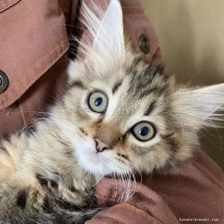 ちい 様のお迎えした子猫