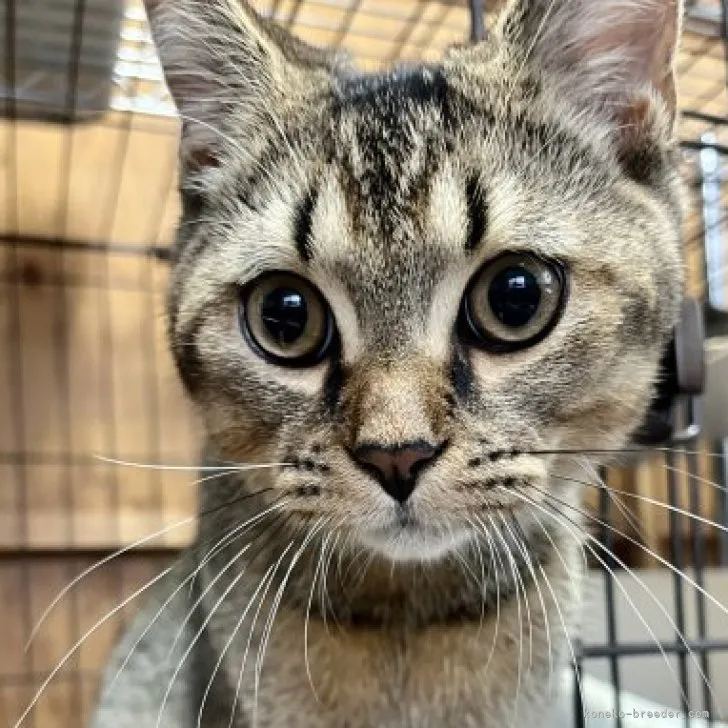 ID：2304-03506の子猫
