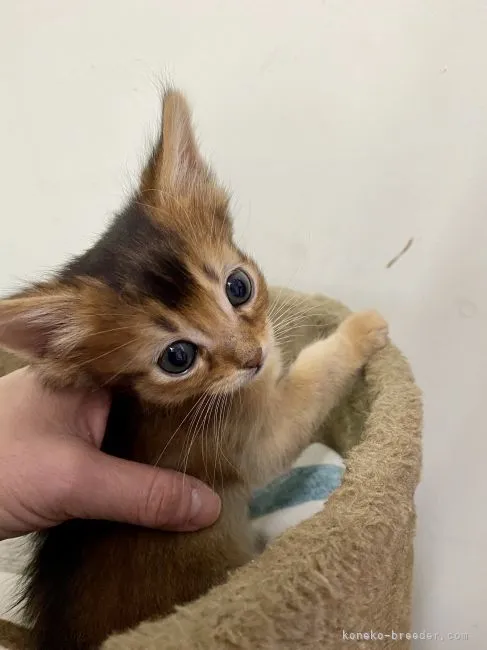 ID：2201-00062の子猫
