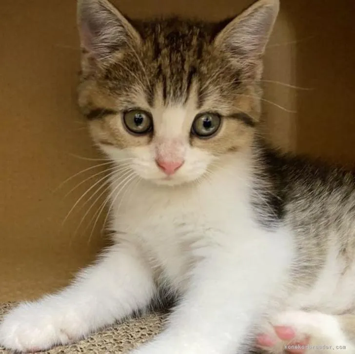 ID：2206-02350の子猫