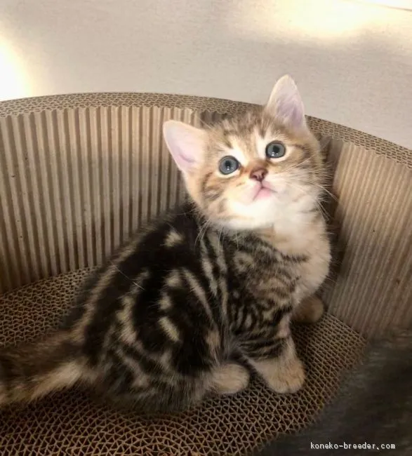 ID：2102-00152の子猫