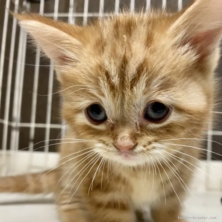 ID：2303-01988の子猫