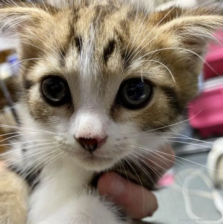 ID:2208-01018の子猫