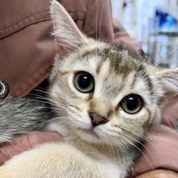 マンチカン【静岡県・女の子・2023年8月8日・ルディ】の写真「とっても可愛い女の子です。」
