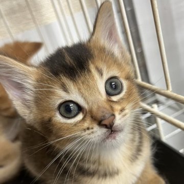 マンチカン(長足)【静岡県・女の子・2024年5月19日・ルディ】の写真「抱っこも大好きな甘えん坊です」
