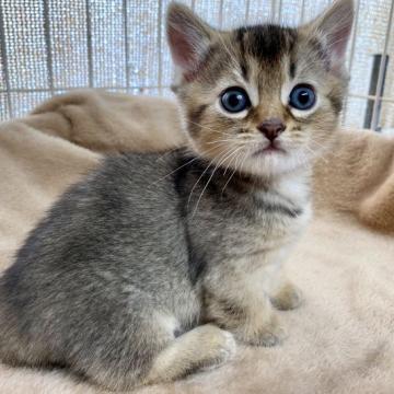 マンチカン(長足)【静岡県・男の子・2022年10月31日・ルディ】の写真「ごめんなさい💦男の子ちゃんでした」