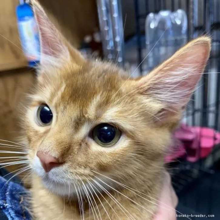 ID：2206-02810の子猫