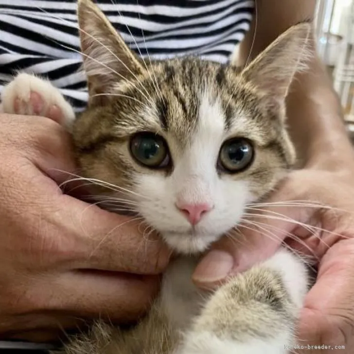ID：2206-02349の子猫