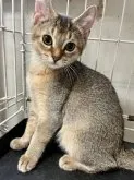 マンチカン(長足)【静岡県・男の子・2023年5月15日・】の写真2「8月16日」